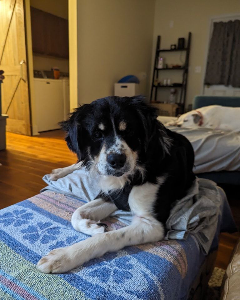 Enlarge Sir Edward, a Adoptable Mixed Breed in Jarrettsville, MD image 5/6