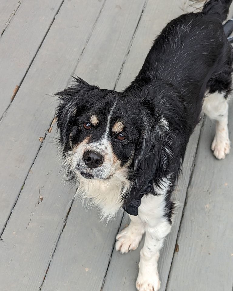Enlarge Sir Edward, a Adoptable Mixed Breed in Jarrettsville, MD image 6/6