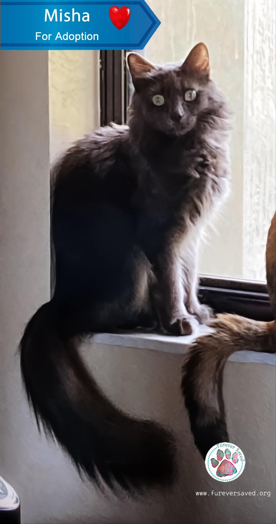 Enlarge Misha, a Adoptable Domestic Medium Hair in Miami, FL image 2/2