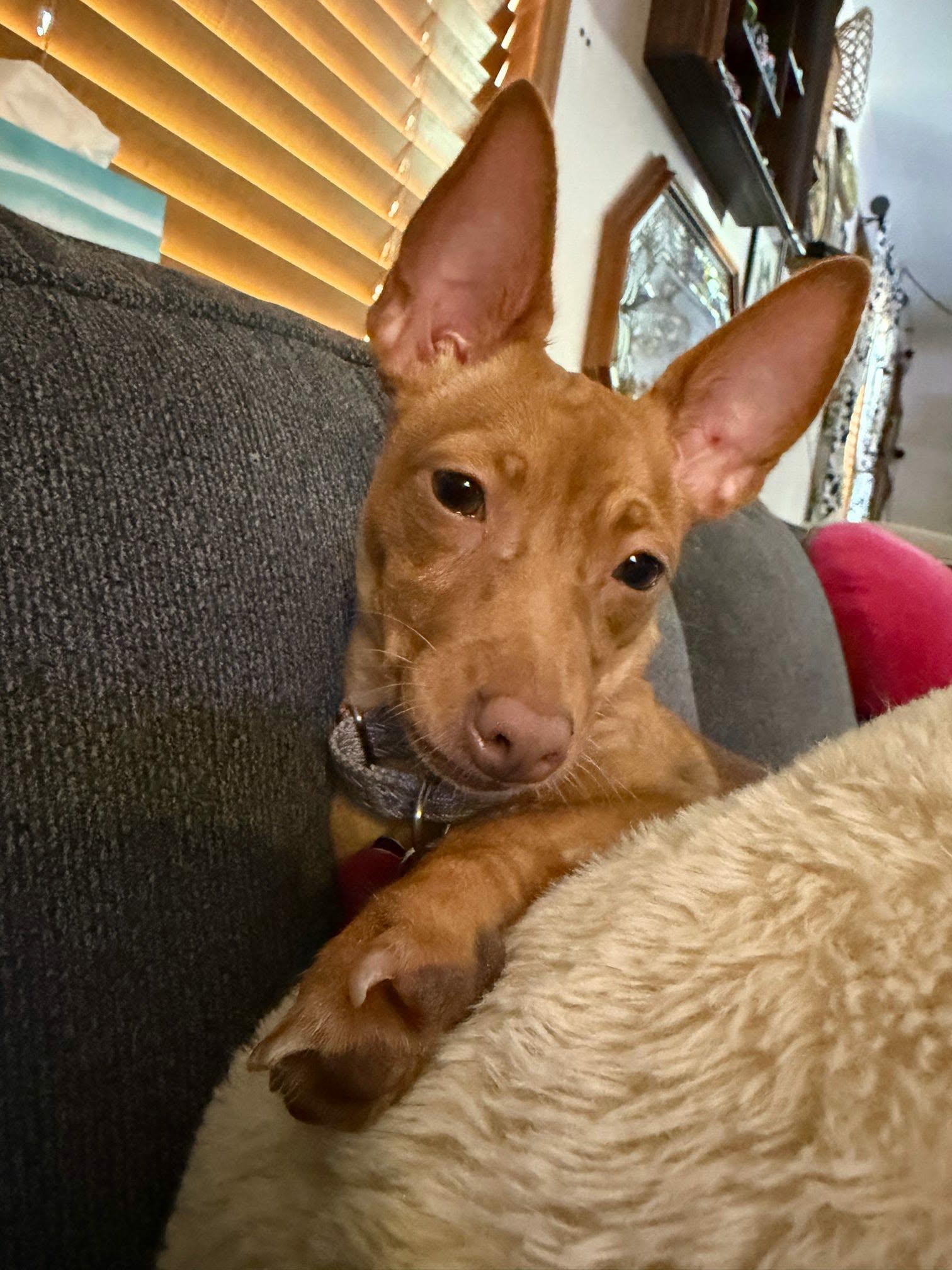 Enlarge Peaches, a ADOPTABLE mixed breed in De Pere, WI image 4/5