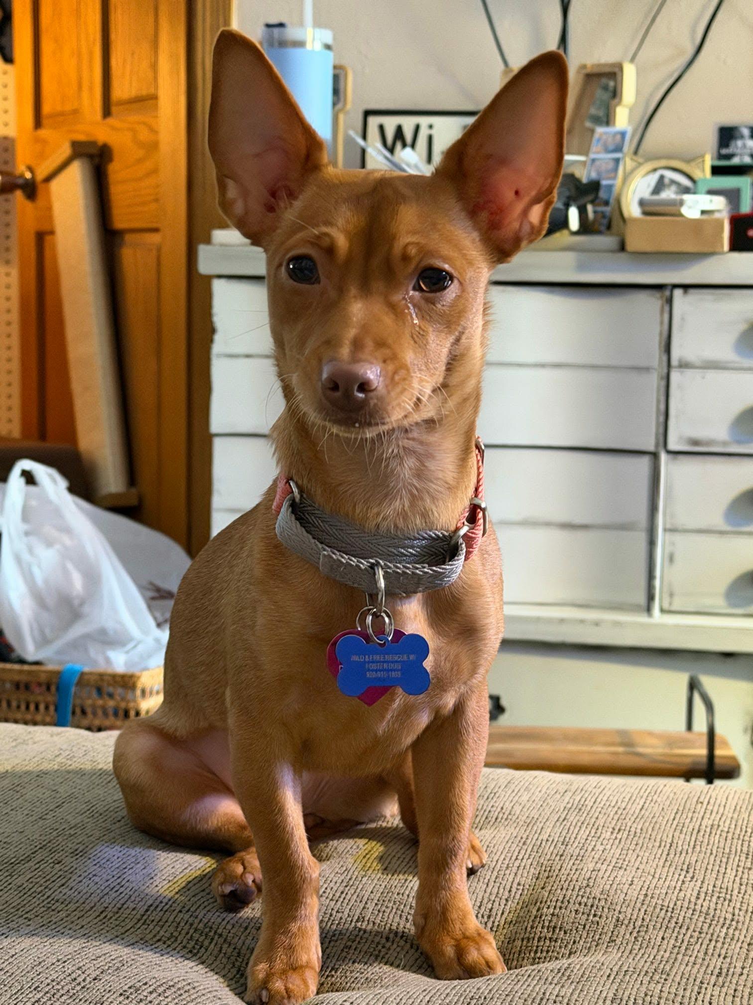 Peaches, ADOPTABLE, Young Female Chihuahua.