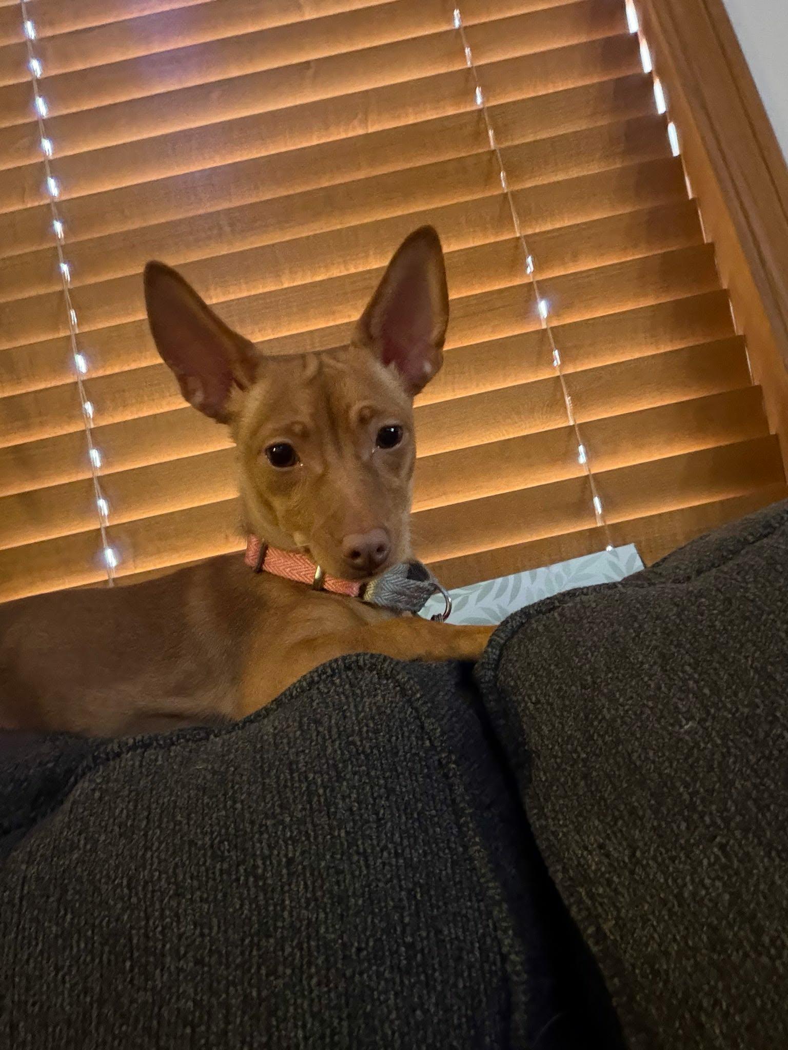 Enlarge Peaches, a ADOPTABLE mixed breed in De Pere, WI image 2/5