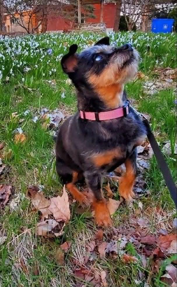 Coco, a ADOPTABLE mixed breed in Rigaud, QC image 2/4