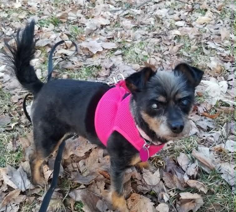 Coco, a ADOPTABLE mixed breed in Rigaud, QC image 3/4
