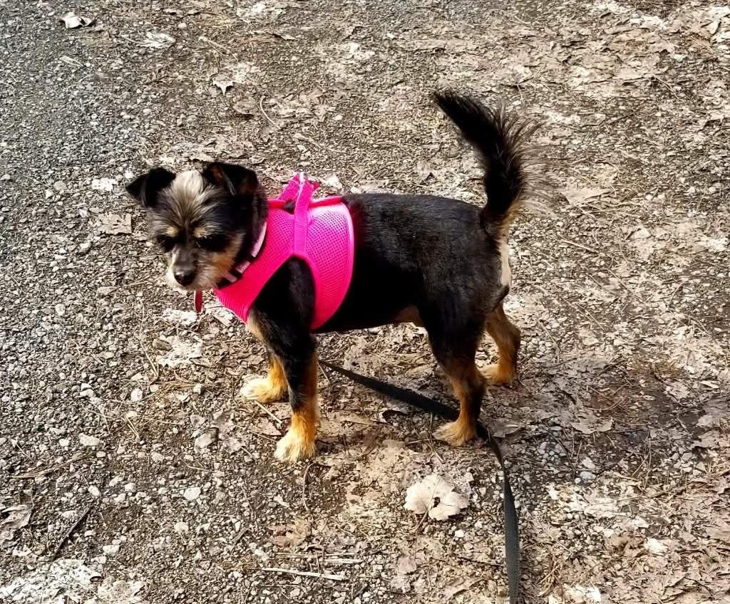 Coco, a ADOPTABLE mixed breed in Rigaud, QC image 1/4