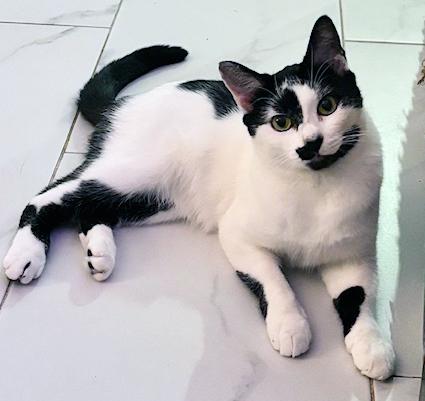 Photo of Young Female Domestic Short Hair Black & White / Tuxedo