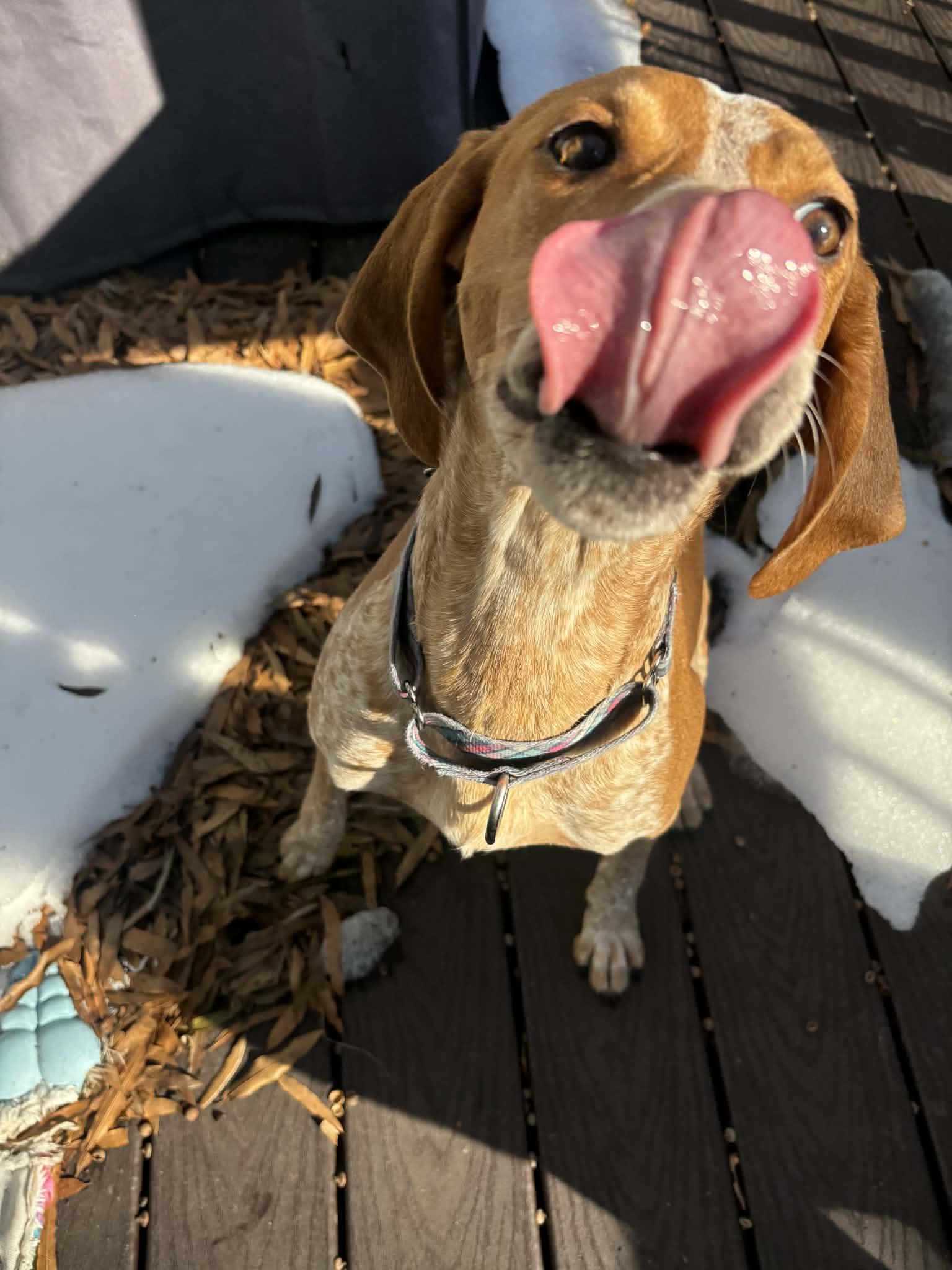 Enlarge Dixie, a ADOPTABLE Hound in Nottingham, MD image 4/6