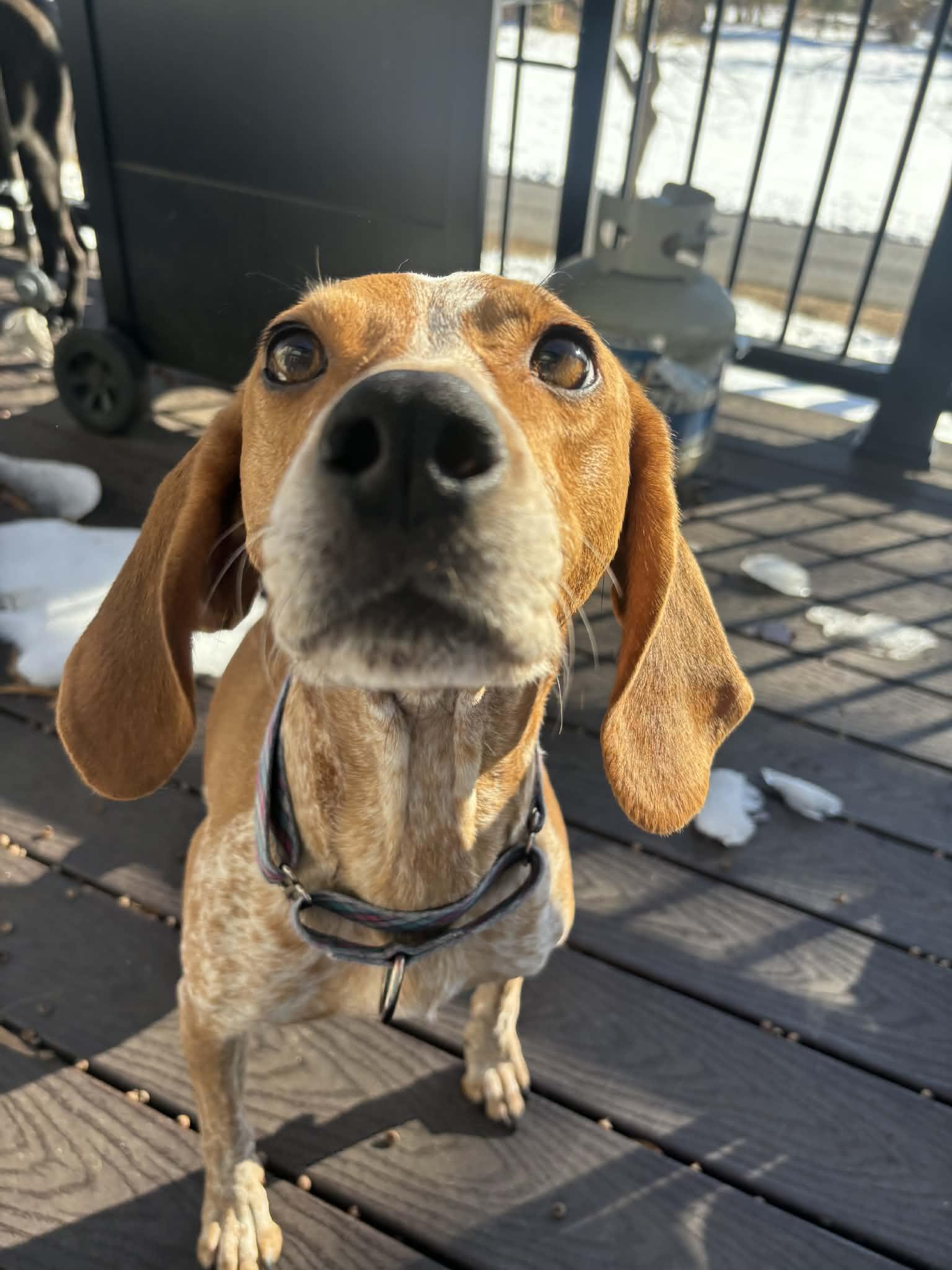 Enlarge Dixie, a ADOPTABLE Hound in Nottingham, MD image 2/6