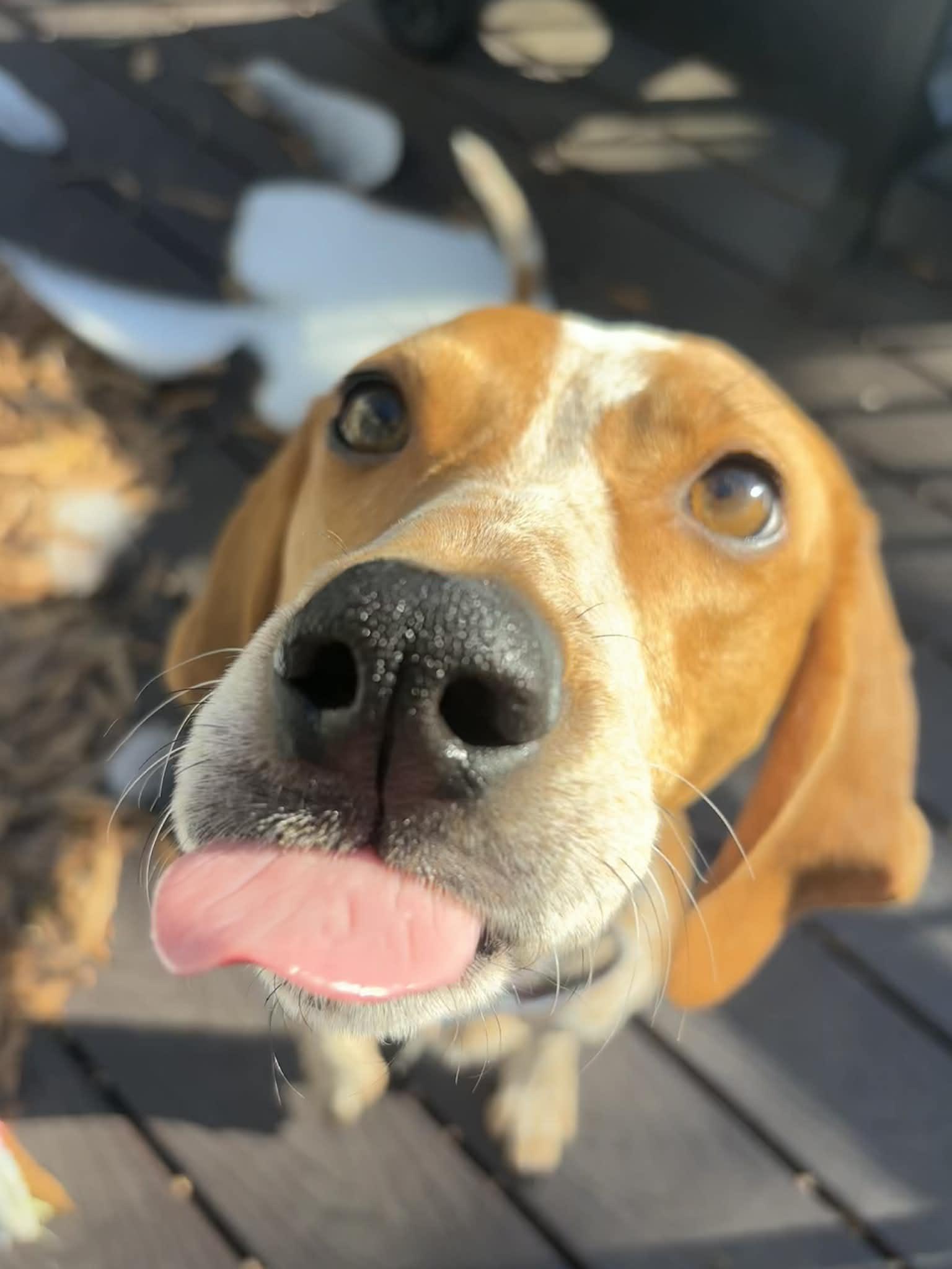 Enlarge Dixie, a ADOPTABLE Hound in Nottingham, MD image 6/6
