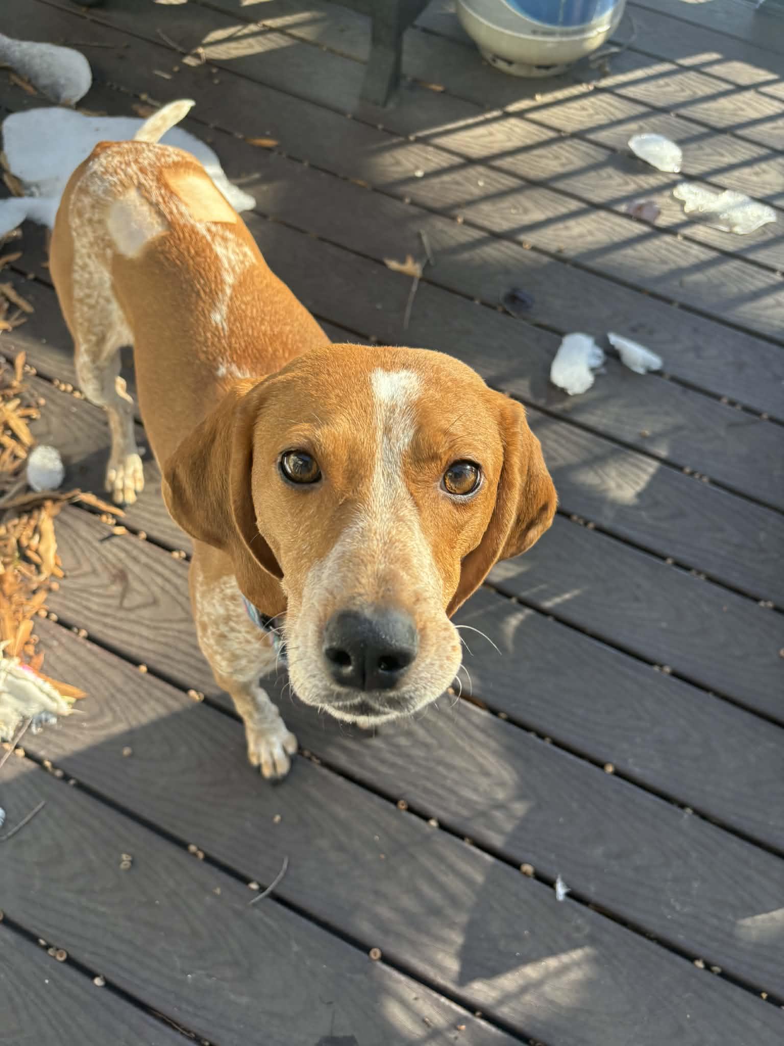 Enlarge Dixie, a ADOPTABLE Hound in Nottingham, MD image 5/6