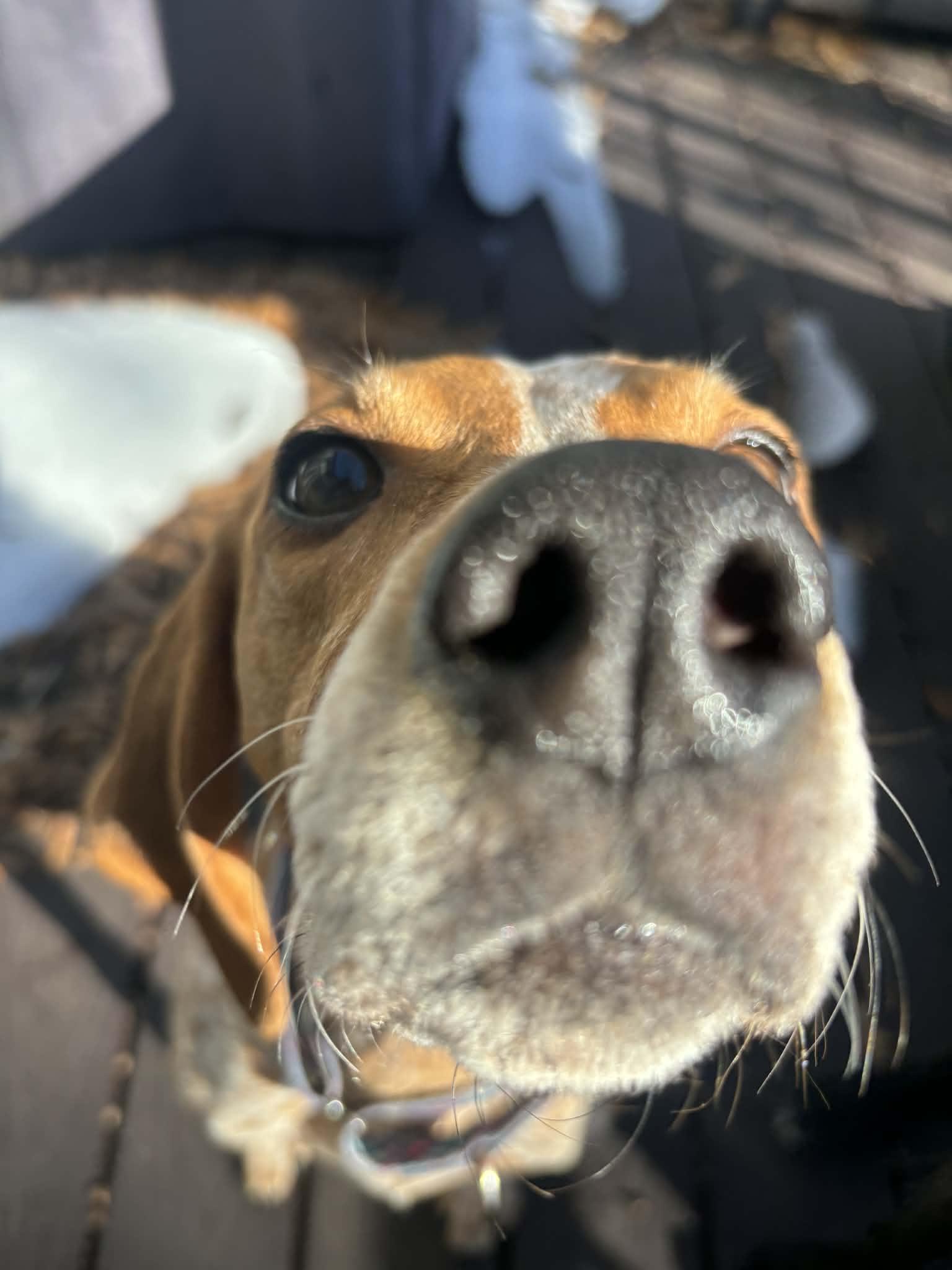 Enlarge Dixie, a ADOPTABLE Hound in Nottingham, MD image 3/6