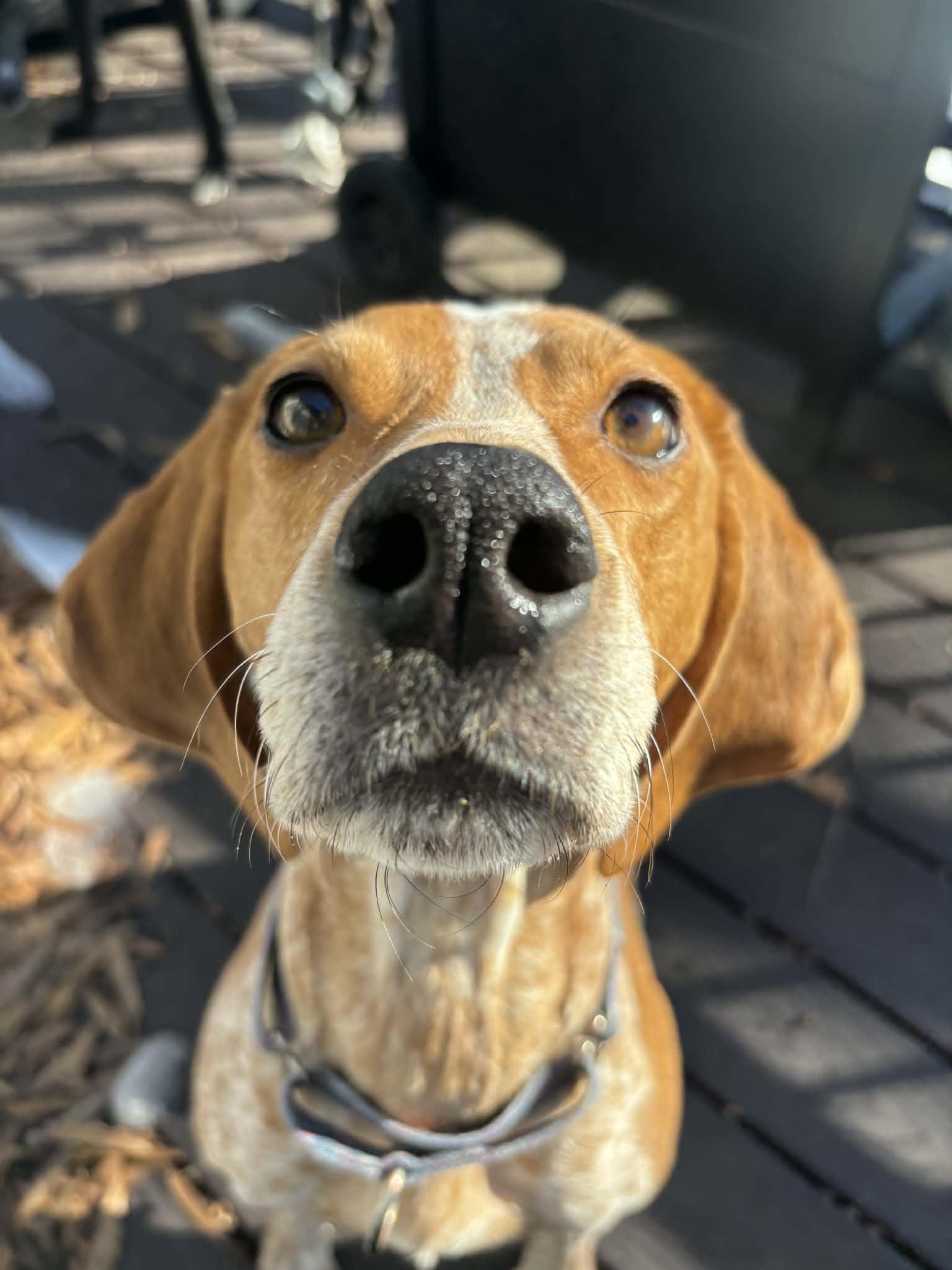 Dixie, ADOPTABLE, Adult Female Hound.