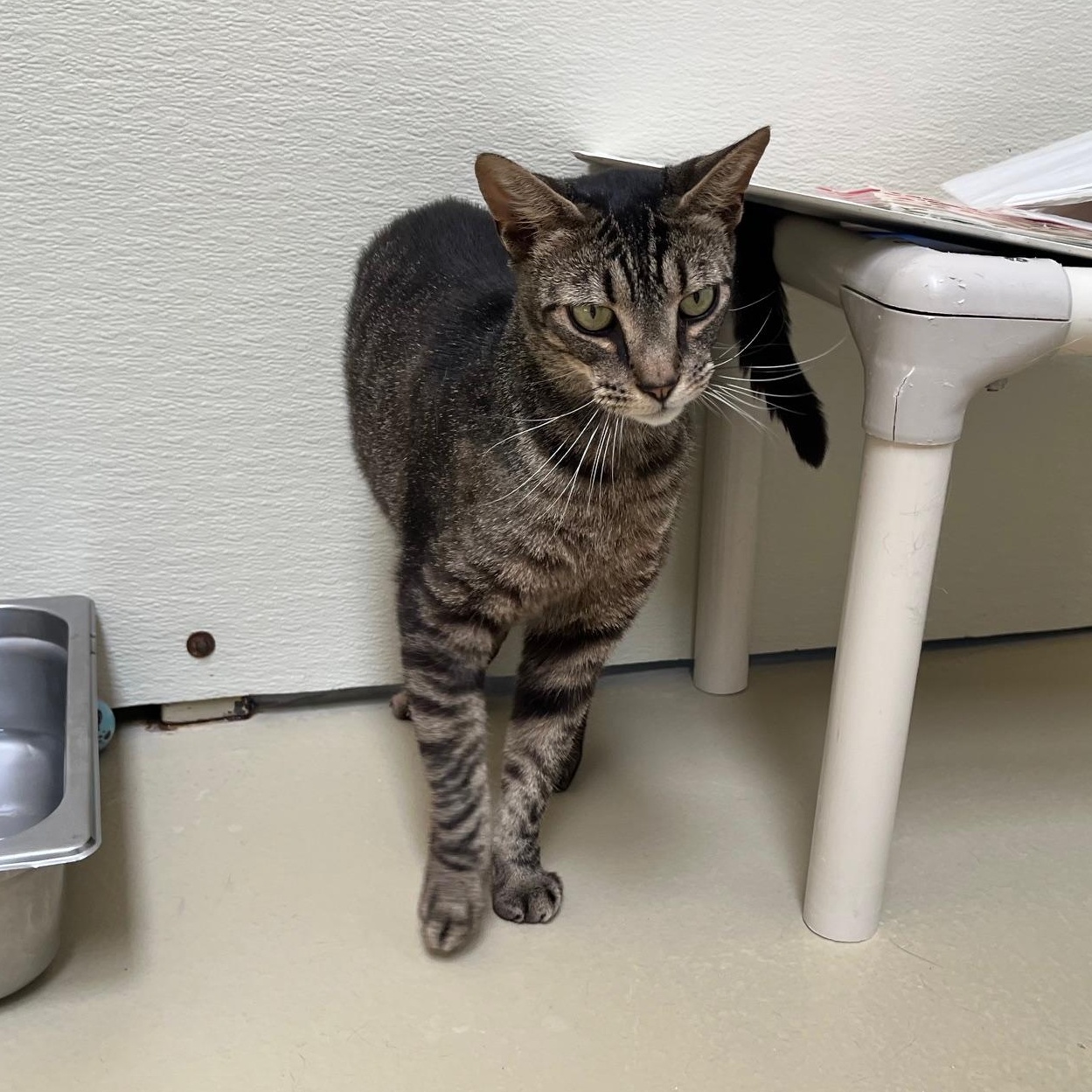 Monday, a Adoptable mixed breed in Clarksville, VA image 2/6