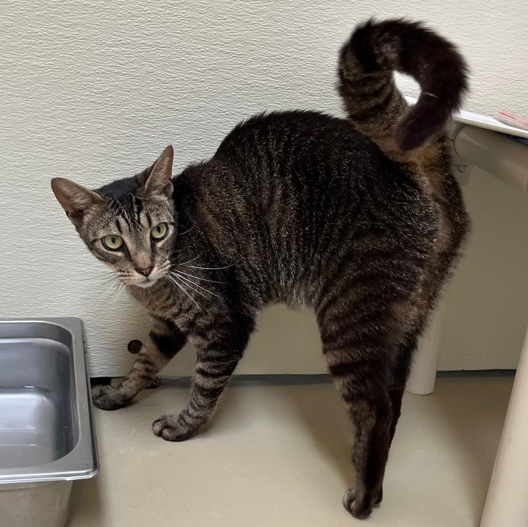 Monday, a Adoptable mixed breed in Clarksville, VA image 4/6