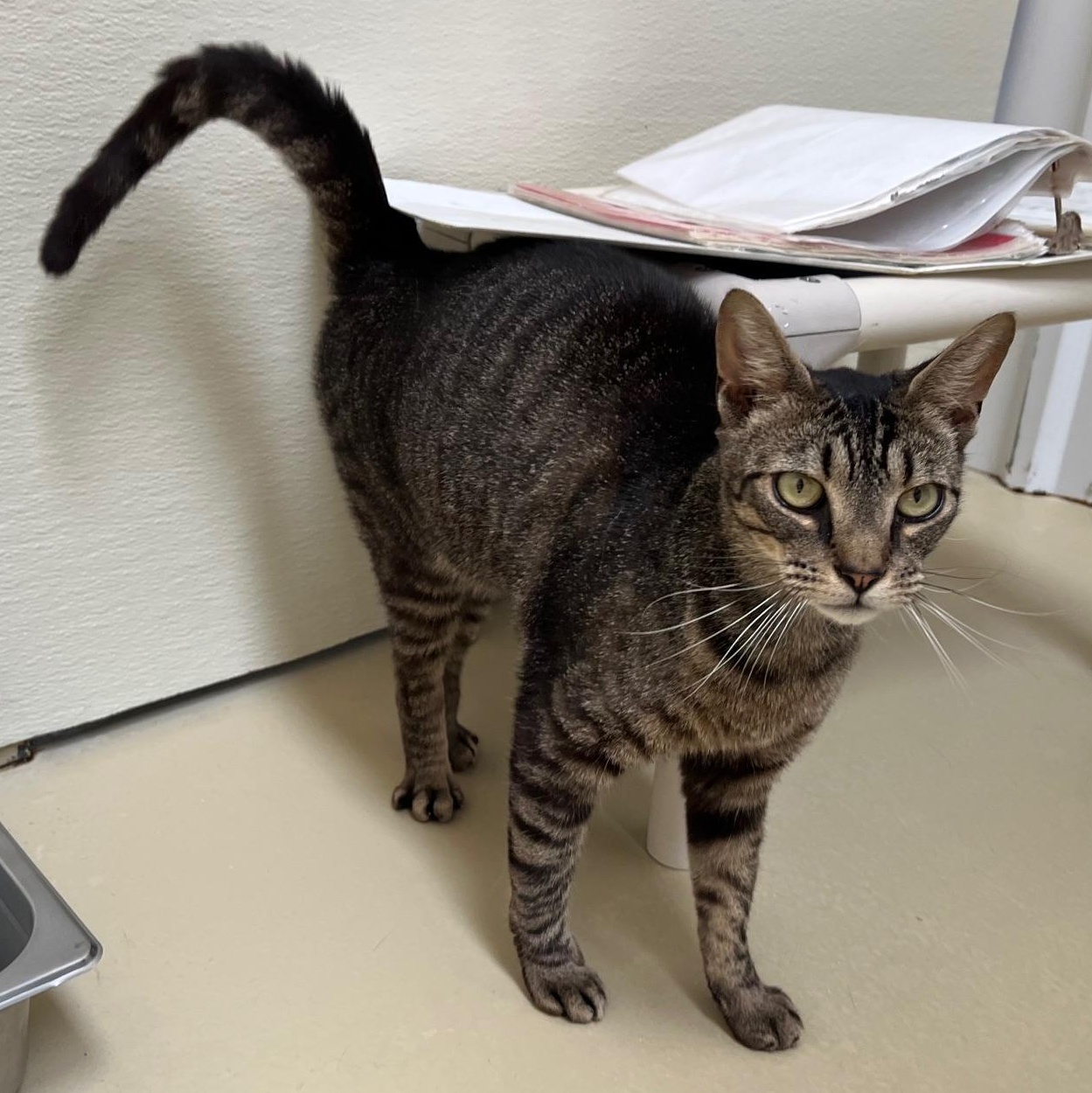 Monday, a Adoptable mixed breed in Clarksville, VA image 1/6