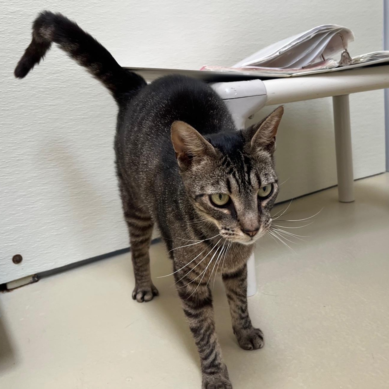 Monday, a Adoptable mixed breed in Clarksville, VA image 5/6