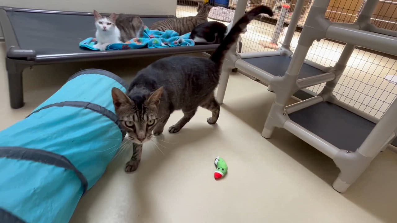 Enlarge Monday, a Adoptable mixed breed in Clarksville, VA video 6/6