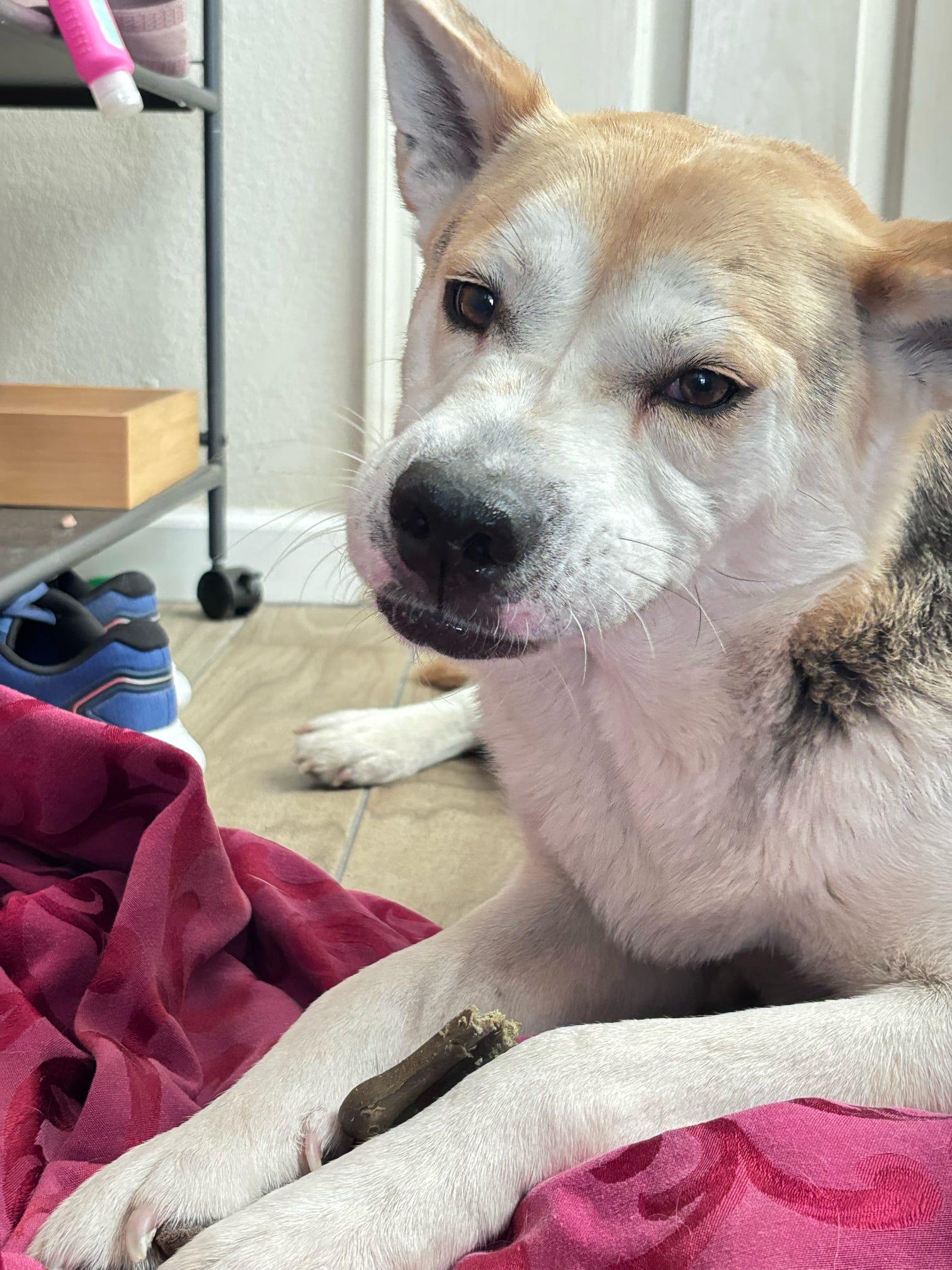 Barnaby O'Howlihann, a Adoptable mixed breed in Tucson, AZ image 1/6