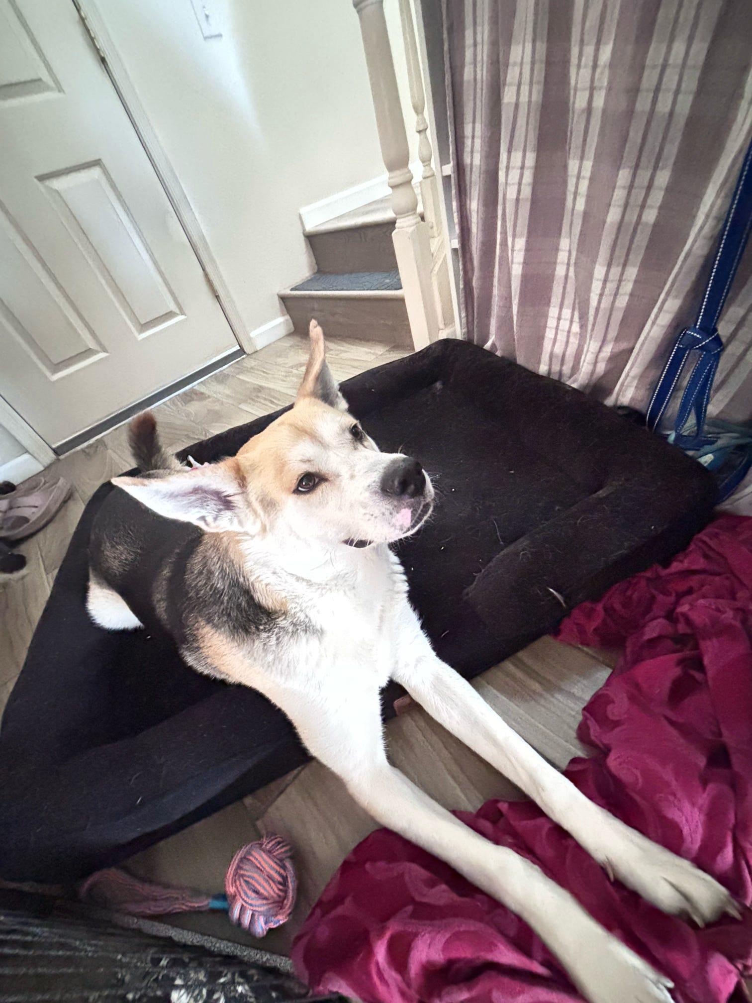 Barnaby O'Howlihann, a Adoptable mixed breed in Tucson, AZ image 2/6
