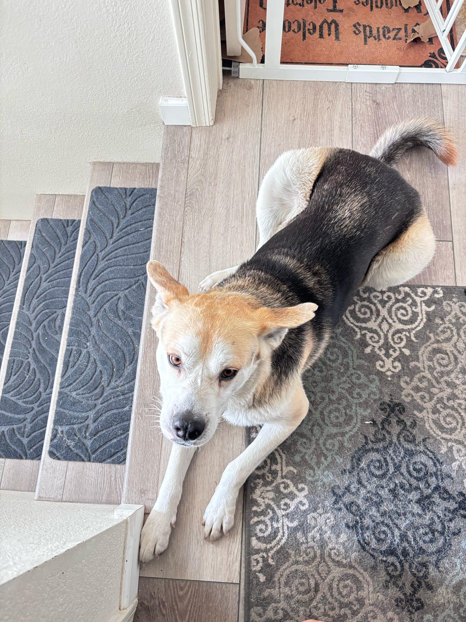 Barnaby O'Howlihann, a Adoptable mixed breed in Tucson, AZ image 3/6