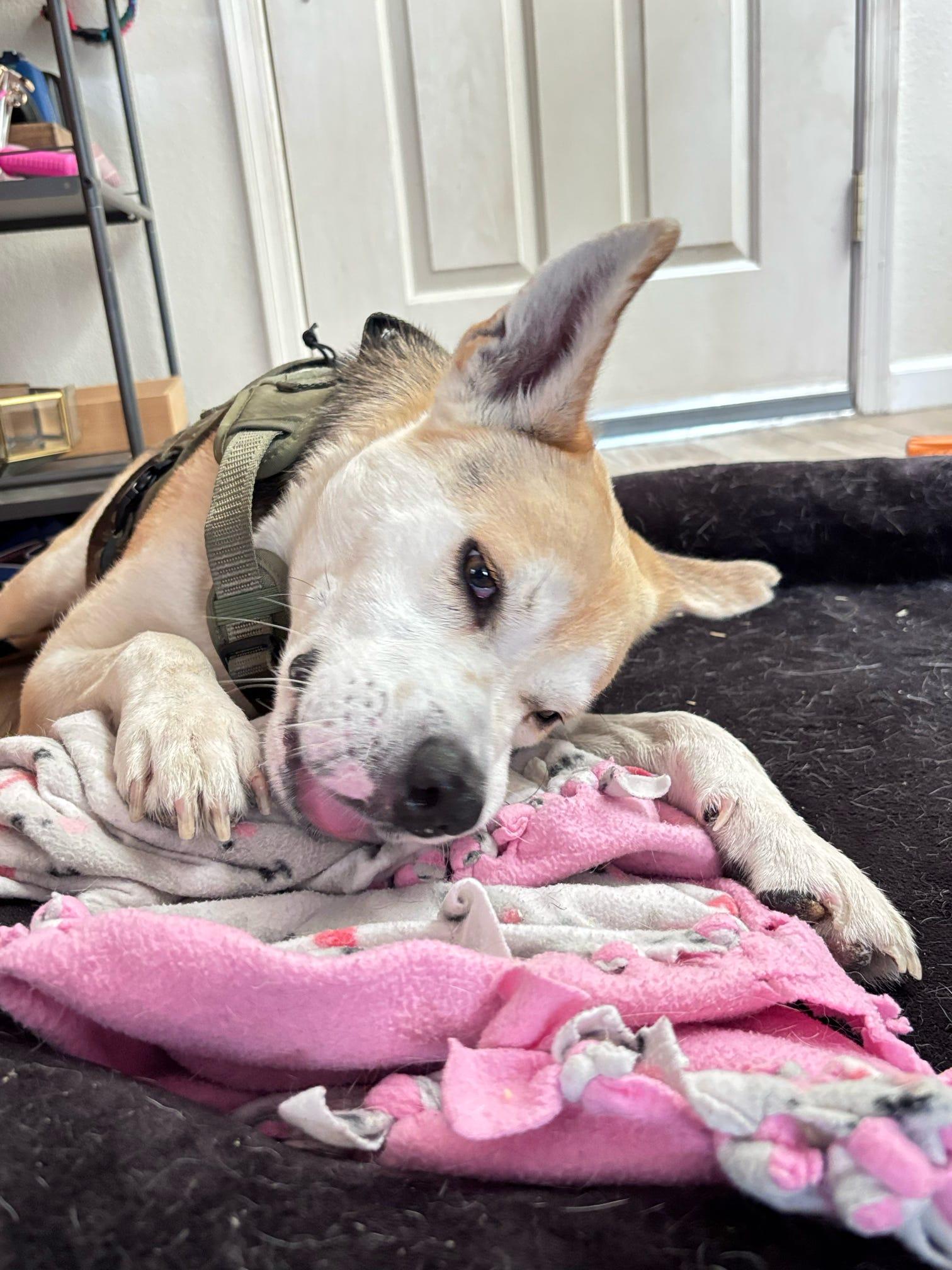 Barnaby O'Howlihann, a Adoptable mixed breed in Tucson, AZ image 5/6