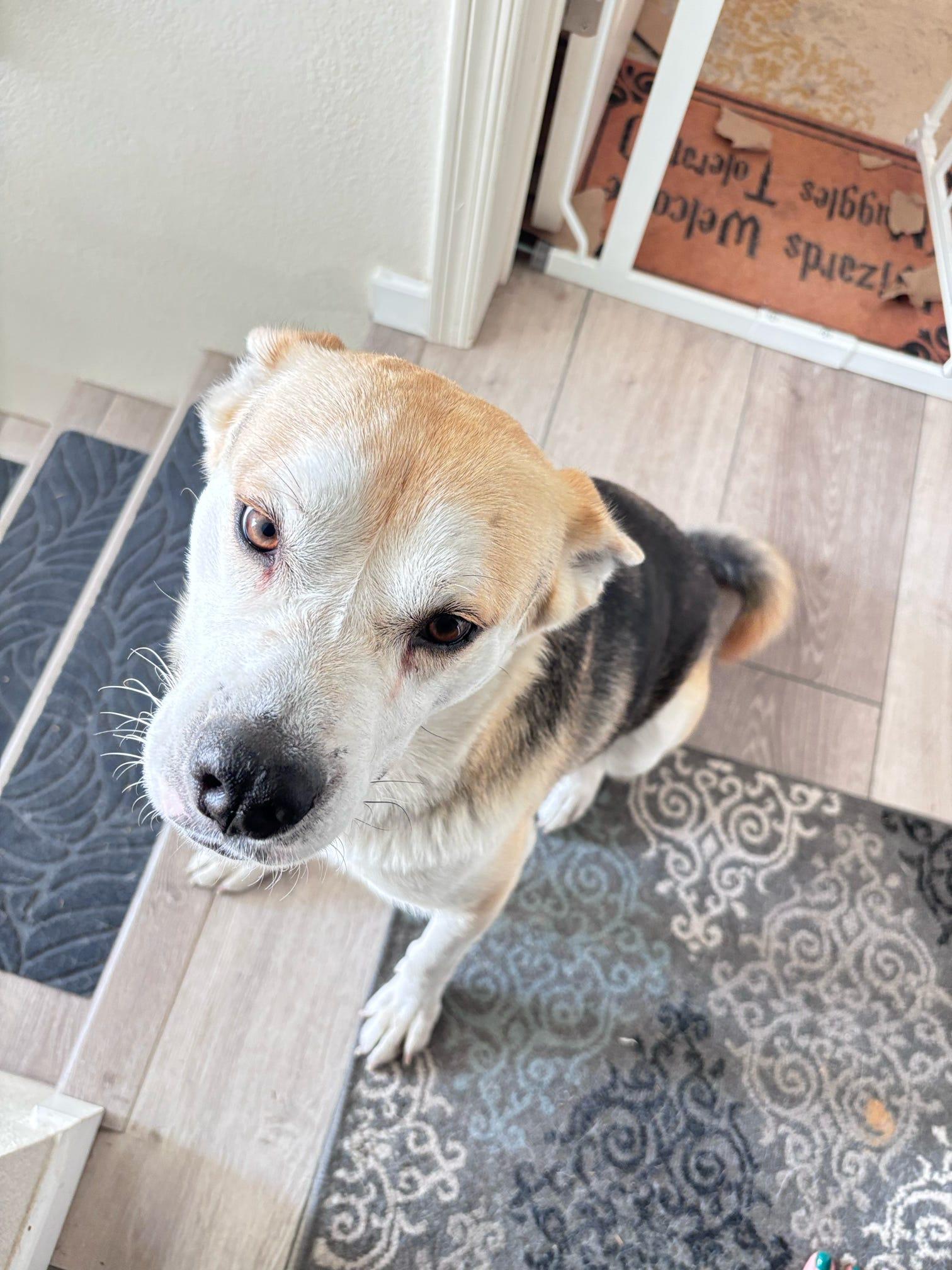 Barnaby O'Howlihann, a Adoptable mixed breed in Tucson, AZ image 6/6