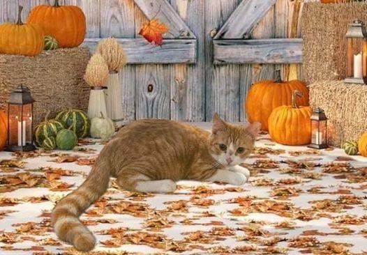 Enlarge Pumpkin 2.0, a Adoptable mixed breed in Richland Hills, TX image 1/2