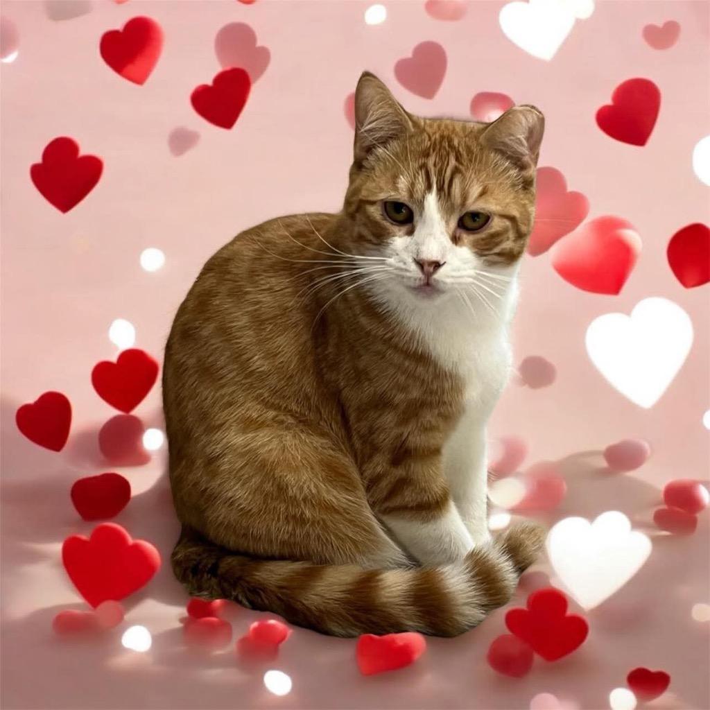 Enlarge Pumpkin 2.0, a Adoptable mixed breed in Richland Hills, TX image 2/2