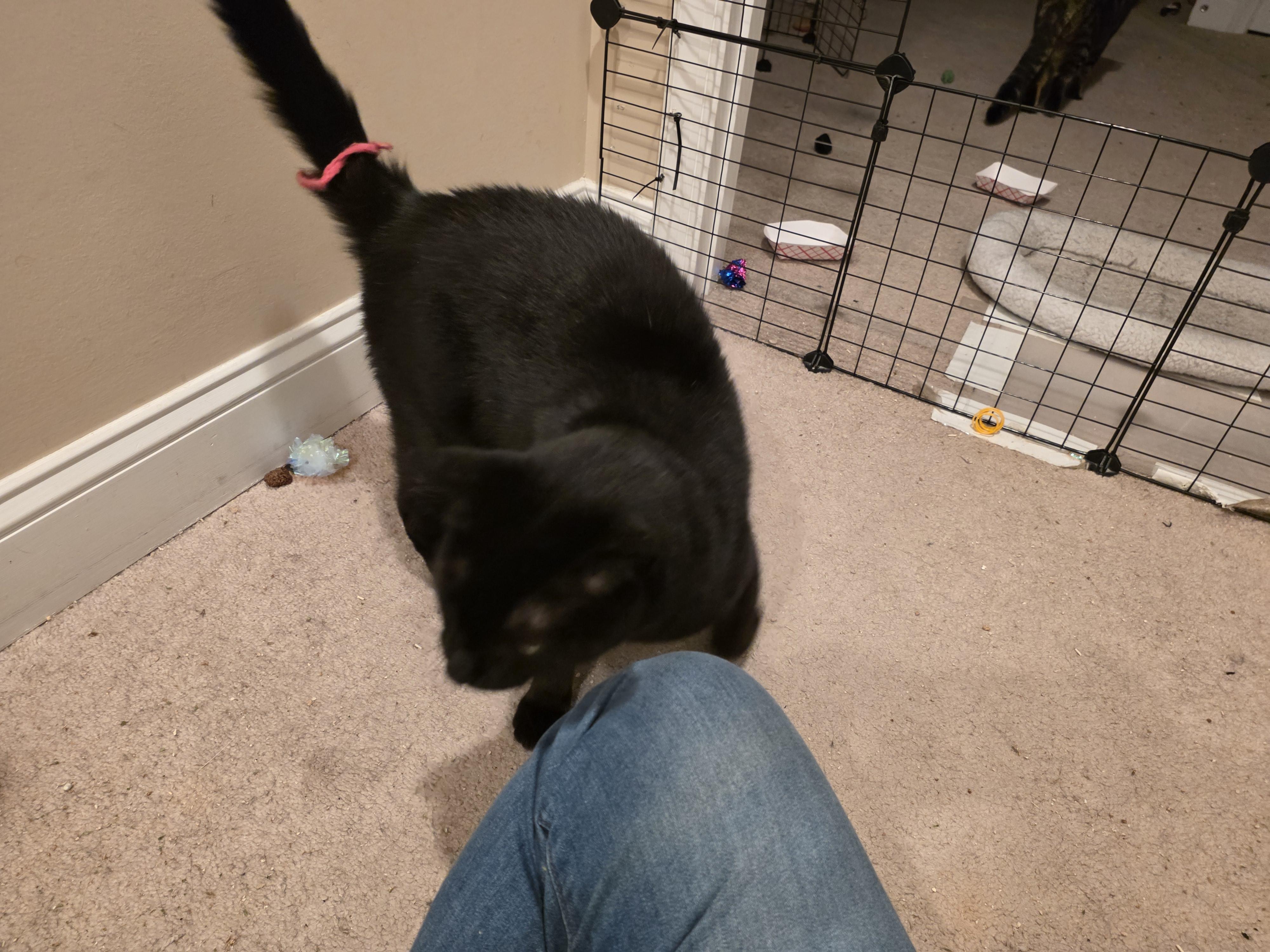 Enlarge Monte, a Adoptable Domestic Short Hair in Baltimore, MD image 2/2