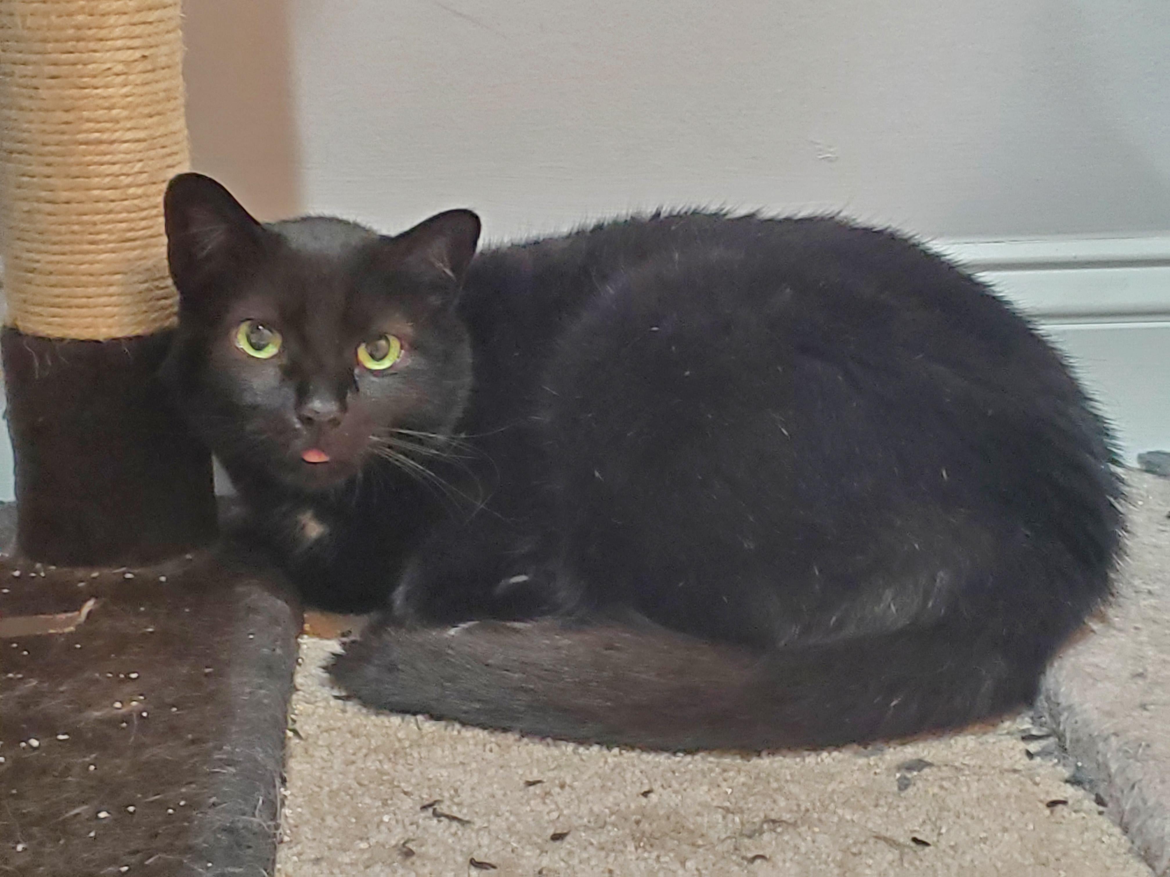 Monte, Adoptable, Adult Male Domestic Short Hair.