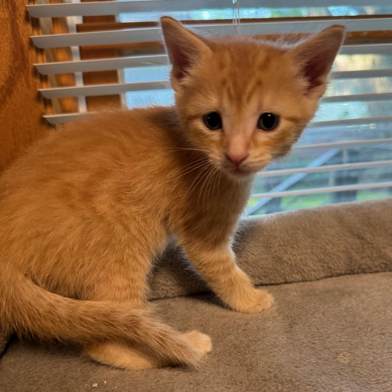 Cadbury, ADOPTABLE, Kitten Male Domestic Short Hair.