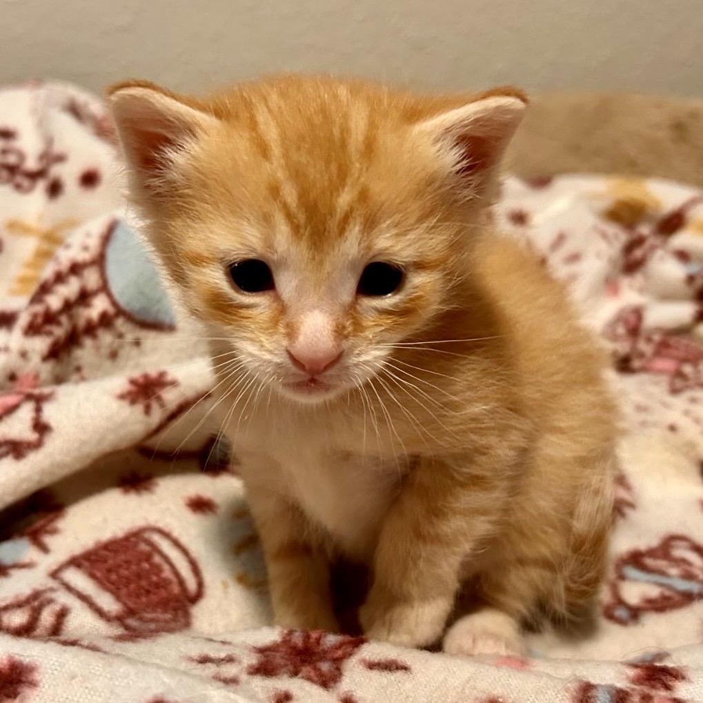 Enlarge Cadbury, a ADOPTABLE mixed breed in Charles City, IA image 2/3