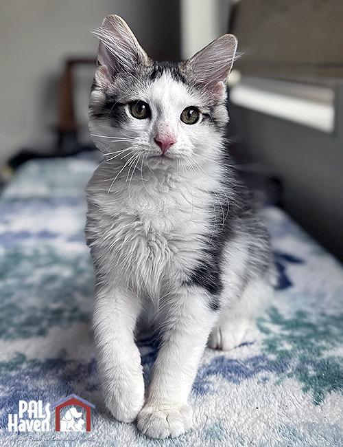 Enlarge Mason, an adopted Domestic Medium Hair in Lodi, CA image 1/4