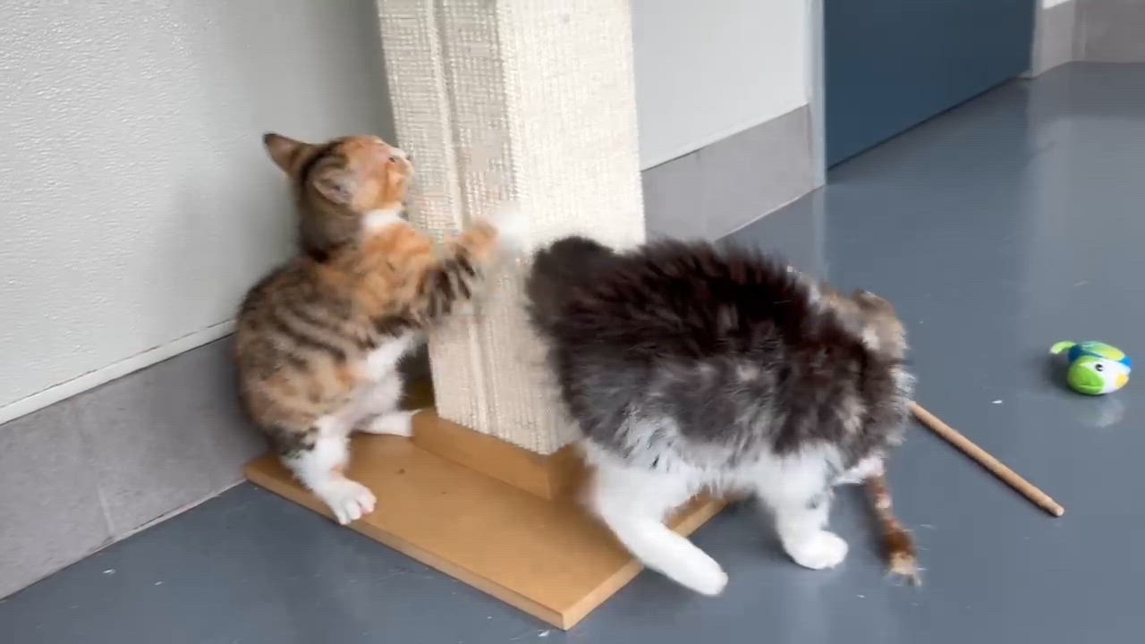 Enlarge Mason, an adopted Domestic Medium Hair in Lodi, CA video 2/4