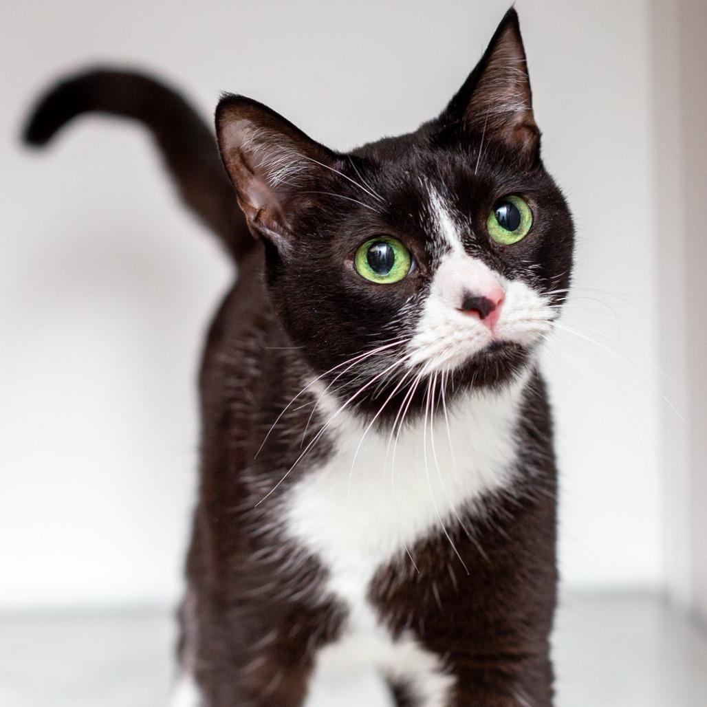 Mittens, Adoptable, Senior Female Domestic Short Hair & Domestic Short Hair.