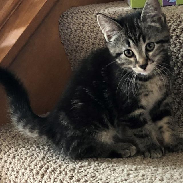 Enlarge Black Sesame Mochi, a Adopted mixed breed in Saint Paul, MN image 1/3