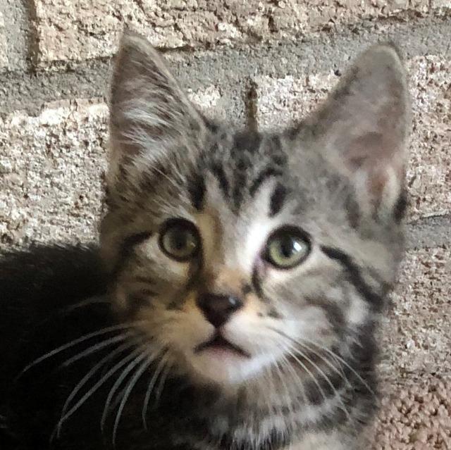 Enlarge Black Sesame Mochi, a Adopted mixed breed in Saint Paul, MN image 2/3