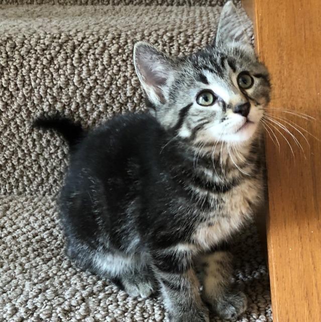 Enlarge Black Sesame Mochi, a Adopted mixed breed in Saint Paul, MN image 3/3