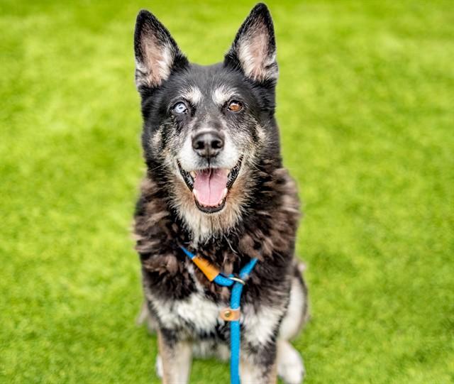 Enlarge KAYLA, a Adoptable mixed breed in San Jose, CA image 1/1