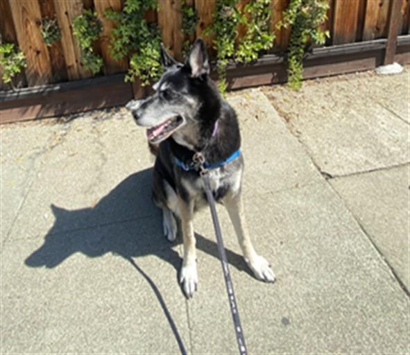 Enlarge KAYLA, a Adoptable mixed breed in San Jose, CA image 1/1