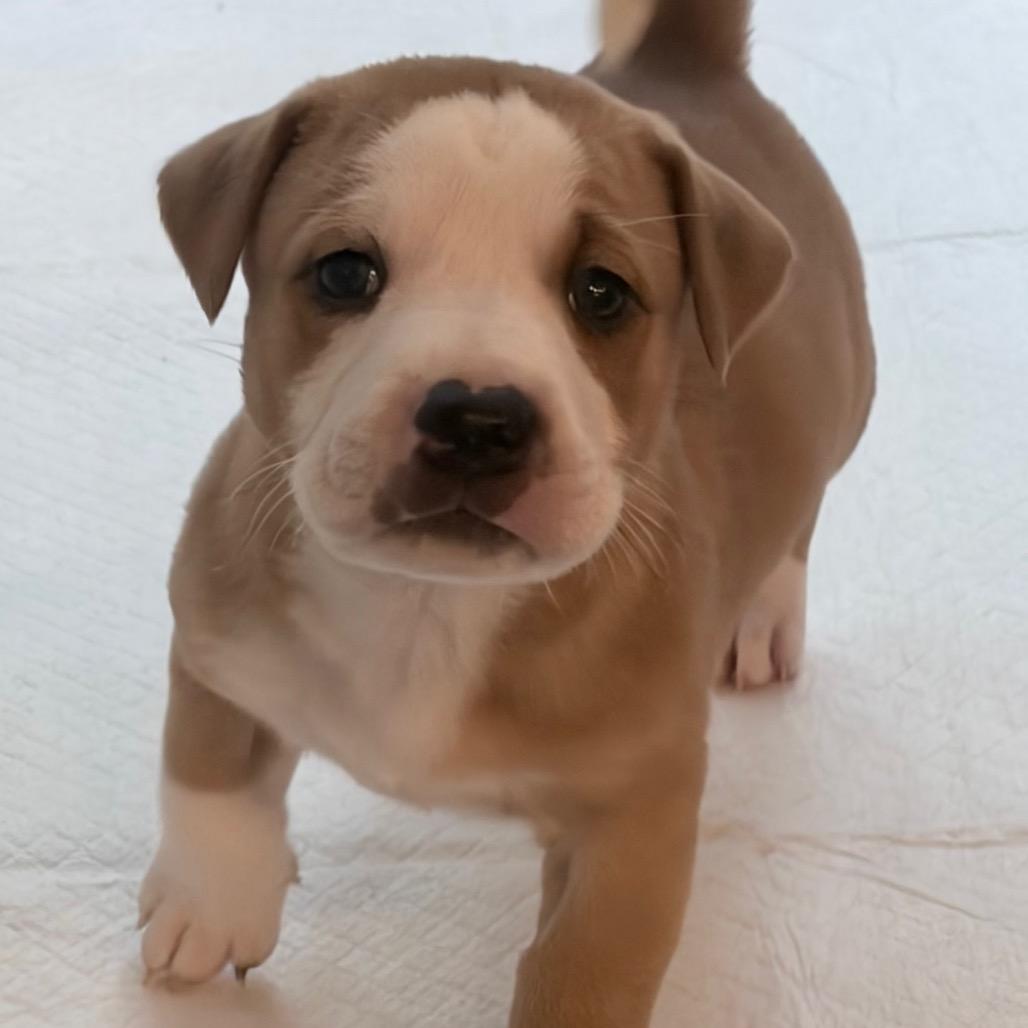 Enlarge Chortle, a Adoptable mixed breed in Durham, NC image 1/3