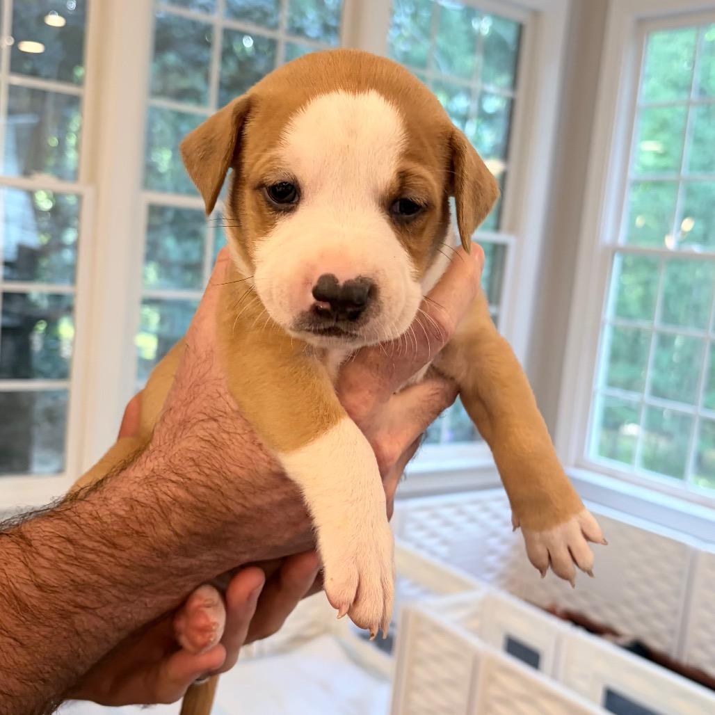 Enlarge Chortle, a Adoptable mixed breed in Durham, NC image 2/3