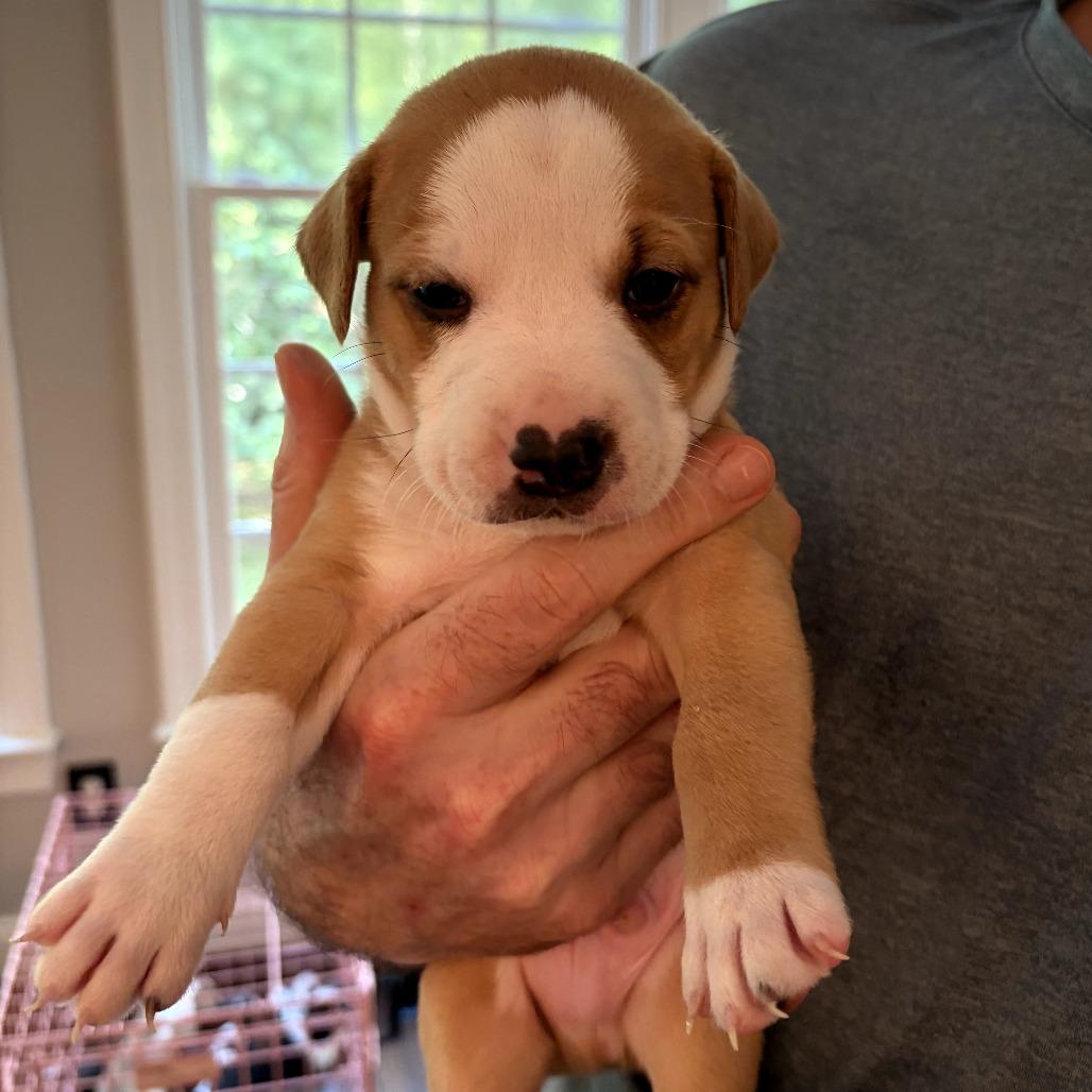 Enlarge Chortle, a Adoptable mixed breed in Durham, NC image 3/3