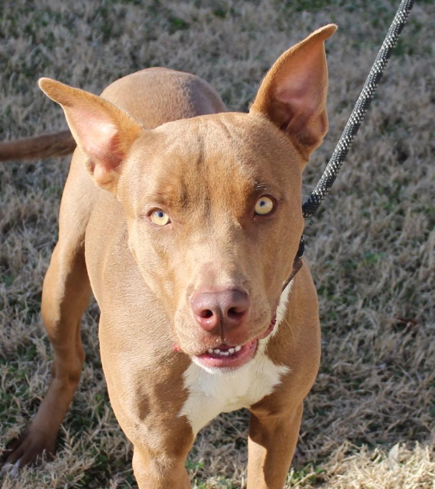 Enlarge MURPHY, a ADOPTABLE mixed breed in Claremore, OK image 1/3