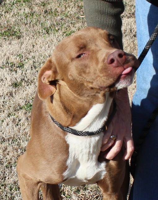 Enlarge MURPHY, a ADOPTABLE mixed breed in Claremore, OK image 2/3