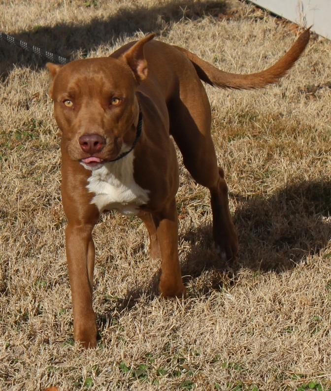 Enlarge MURPHY, a ADOPTABLE mixed breed in Claremore, OK image 3/3