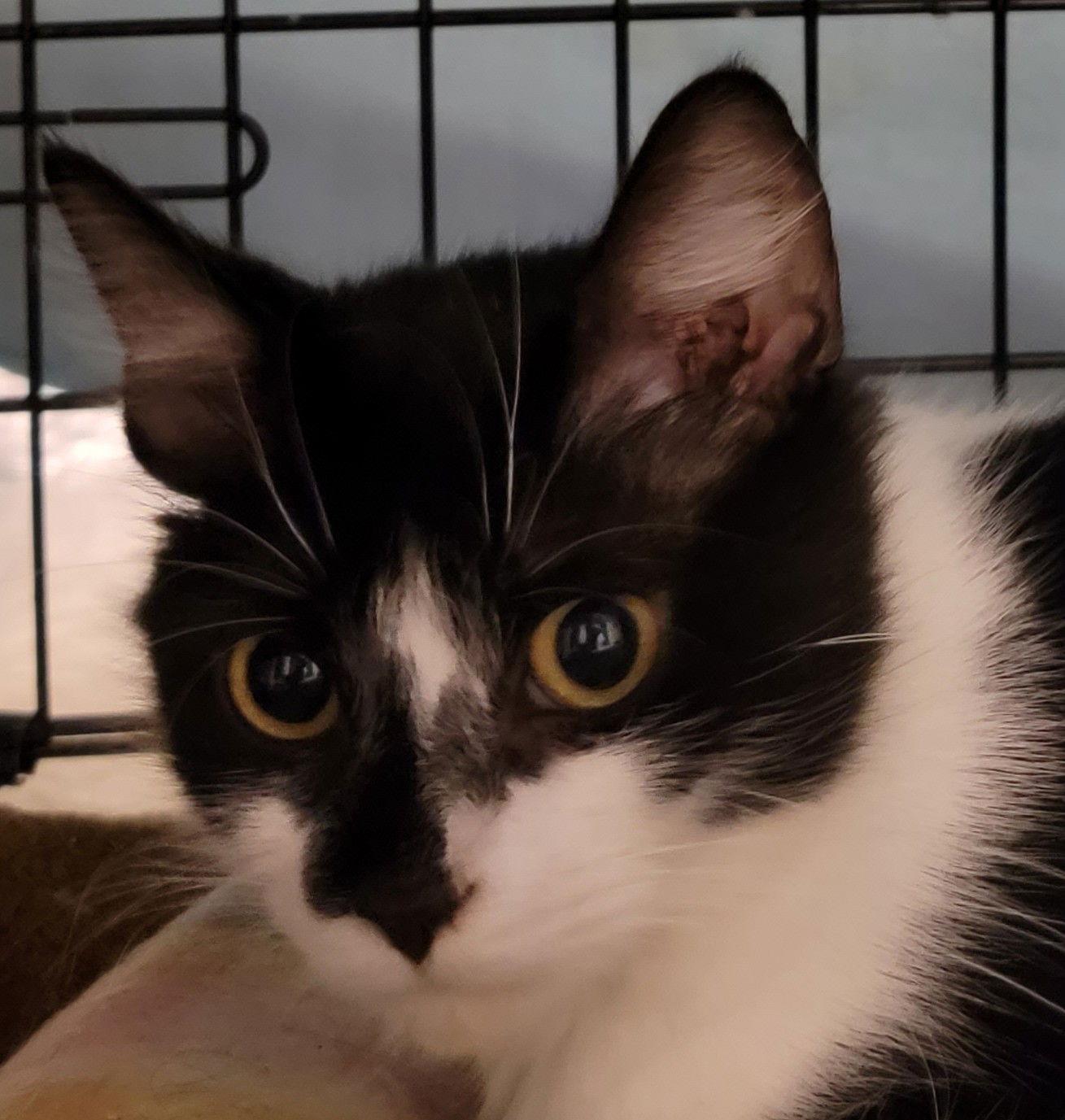 Mona, Adoptable, Adult Female Domestic Medium Hair & Munchkin.