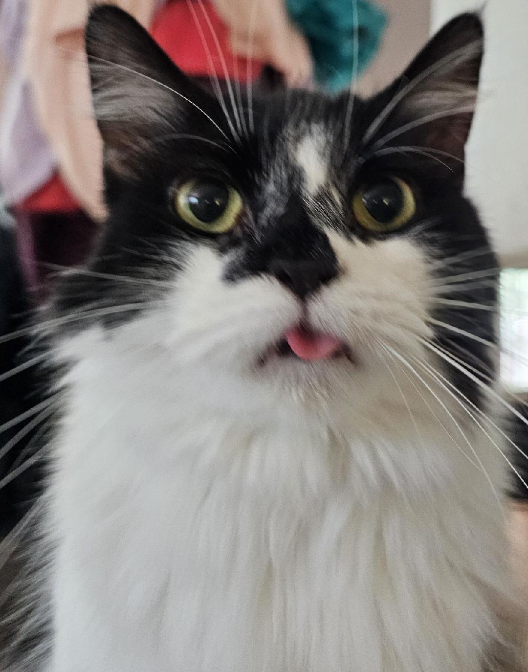 Mona, a Adoptable mixed breed image 2/3