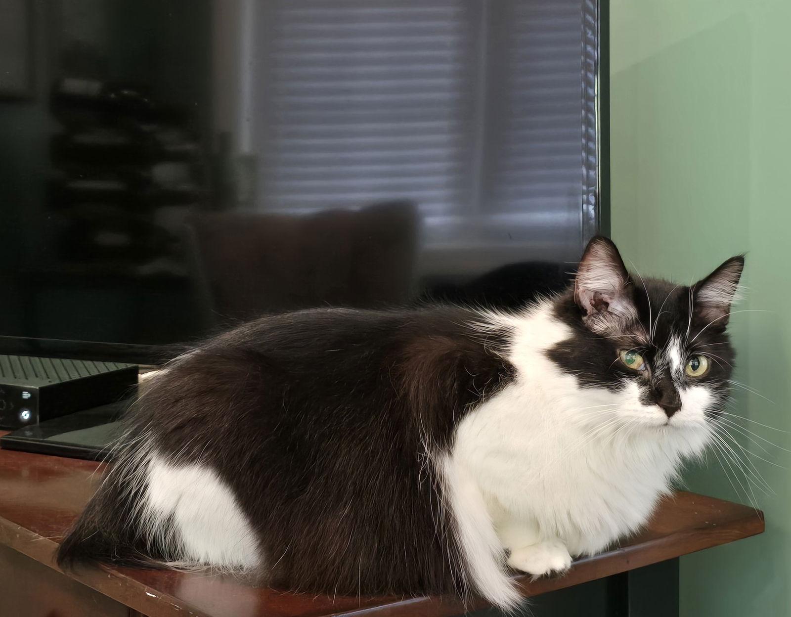 Mona, a Adoptable mixed breed image 3/3