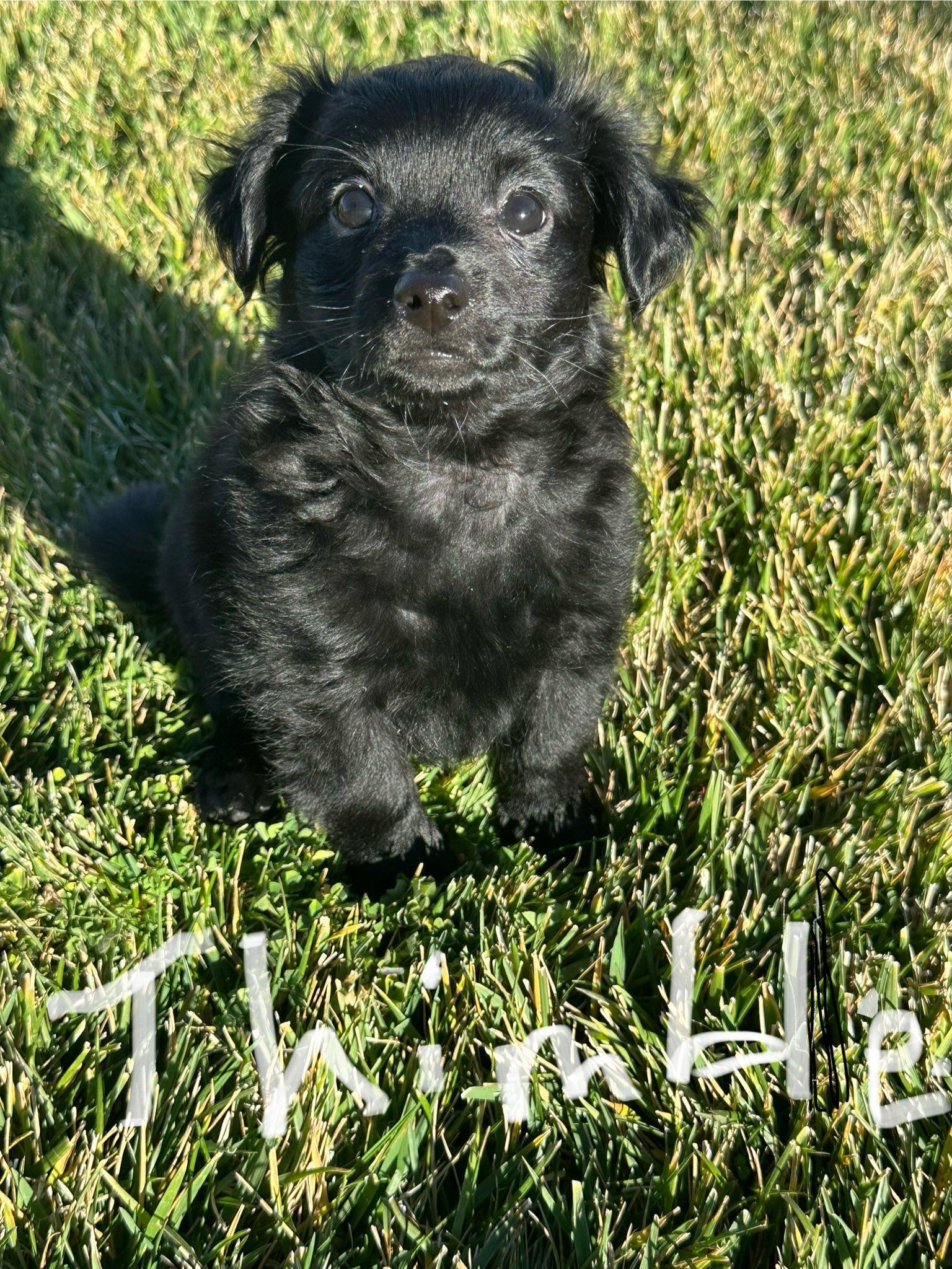 Button's Thimble, adopted, Puppy Male Chihuahua.